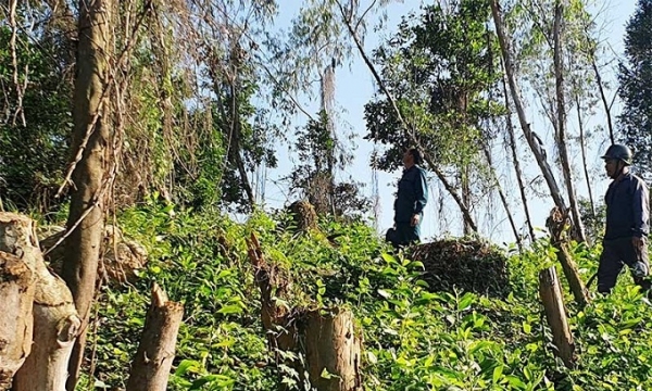 Quảng Nam: Làm rõ hơn 2.850 ha diện tích đất rừng bị giảm trong năm 2021