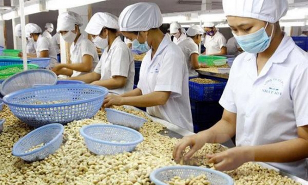 Tận dụng cơ hội từ EVFTA xuất khẩu điều của Việt Nam tiếp tục khởi sắc
