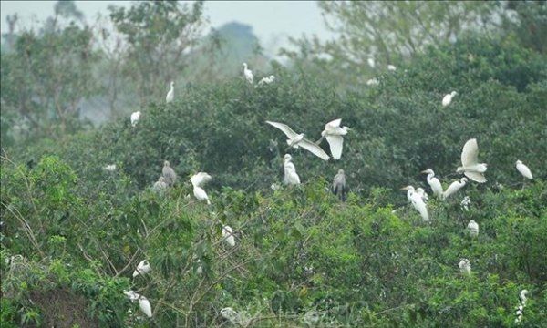 Cấp bách bảo tồn các loài chim hoang dã, di cư tại Việt Nam