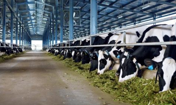 Nâng cao năng suất chất lượng chăn nuôi nhờ công nghệ xử lý vi khí hậu