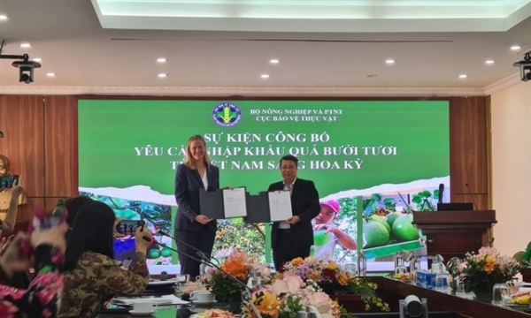Bưởi Việt Nam chính thức được Mỹ cấp phép nhập khẩu