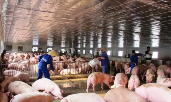 Giá thịt lợn giảm mạnh từ chuồng tới chợ dịp cuối năm