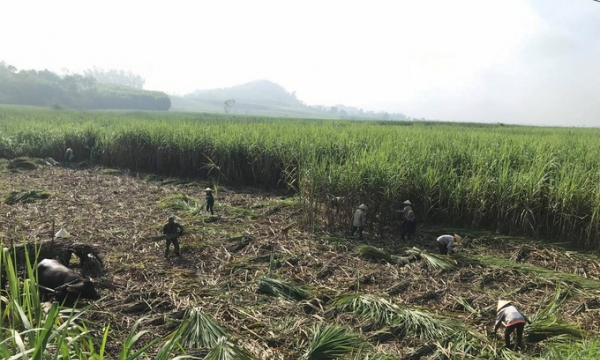Thí điểm hỗ trợ phát triển vùng nguyên liệu mía đường tỉnh Nghệ An