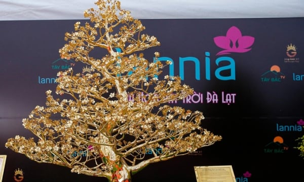 Choáng với cây mai mạ vàng 24k lớn nhất Việt Nam được chào bán 5,5 tỷ đồng tại Hà Nội
