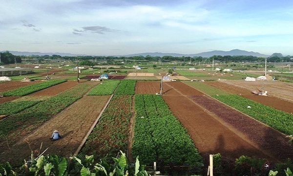 Hà Nội phấn đấu ngành nông nghiệp tăng trưởng từ 2,5 – 3% năm 2023