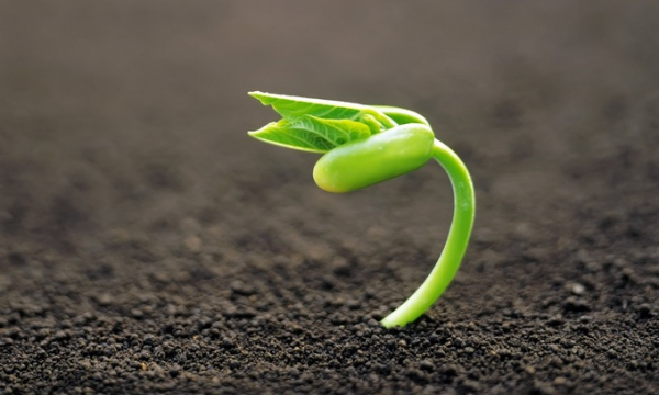 Nhà đầu tư kiên nhẫn chờ đến giữa năm 2023 để gieo hạt