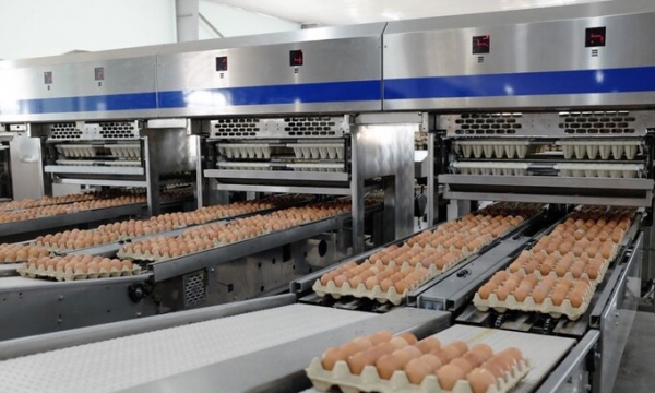 Hòa Phát cung cấp trứng gà sạch vào chuỗi siêu thị WinMart