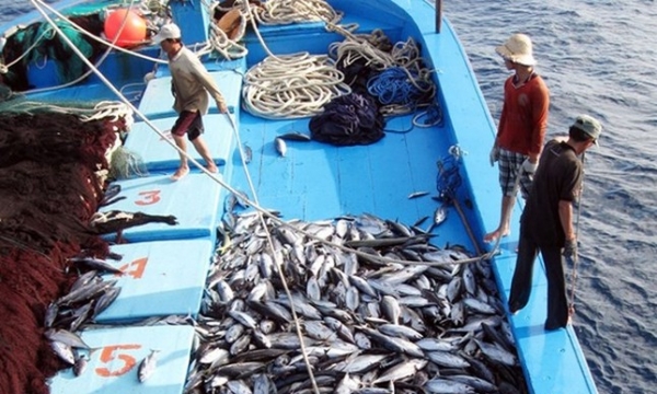 Chấm dứt tàu cá khai thác hải sản bất hợp pháp