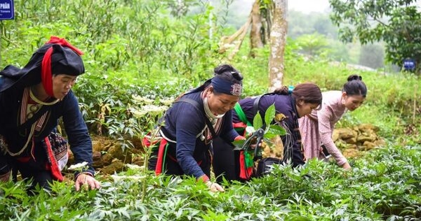 Bộ Y tế ban hành sổ tay hướng dẫn đầu tư, hỗ trợ phát triển vùng trồng dược liệu quý