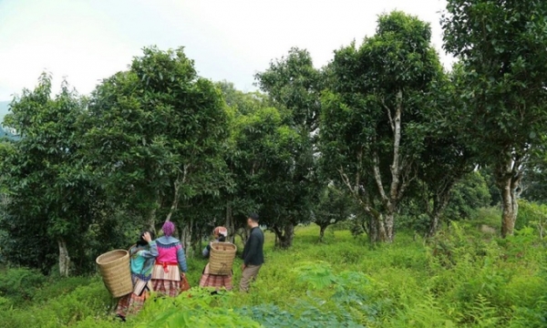Lào Cai: Chè tuyết shan cổ thụ trăm tuổi được công nhận Cây di sản Việt Nam
