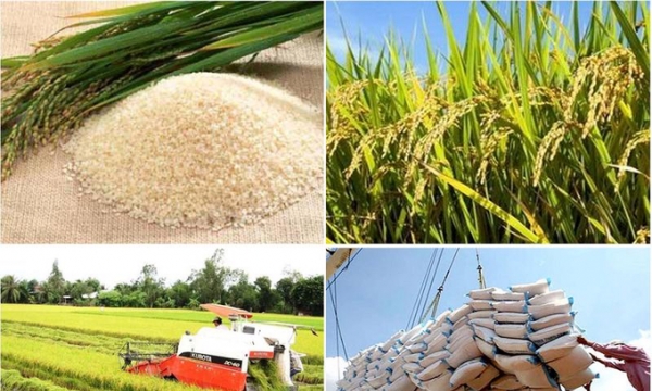 Bình ổn thị trường trong nước và thúc đẩy phát triển xuất khẩu gạo