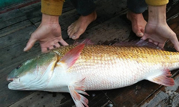Loài cá của Việt Nam giá cả tỷ đồng/kg cho 1 bộ phận, trong bụng chứa thứ quý hơn vàng được cả thế giới săn đón