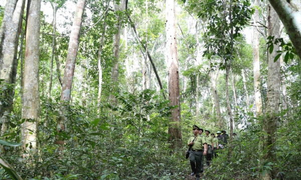 Lâm Đồng tạm hoãn thời gian rà soát, điều chỉnh phân loại rừng