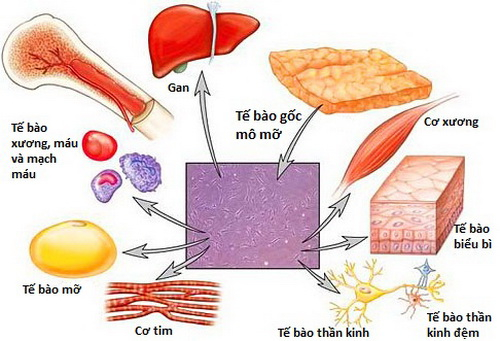 Ứng dụng tế bào gốc trong điều trị bệnh