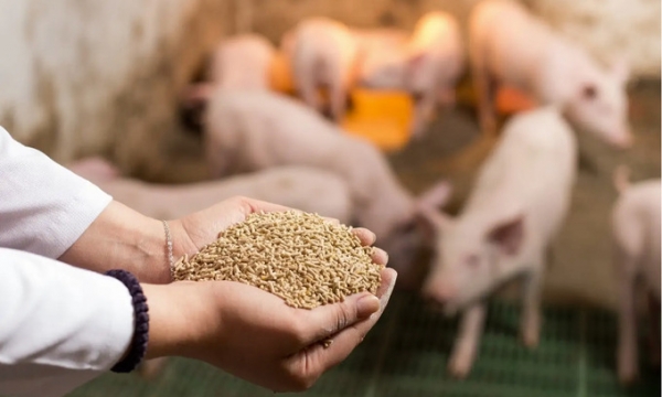 Góp ý sửa đổi quy chuẩn kỹ thuật quốc gia về thức ăn chăn nuôi