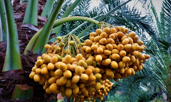 Loại quả 'quý' bán đầy ở chợ Việt, sang Dubai được ví ‘hạt ngọc sa mạc’, giúp hạ đường huyết rất tốt