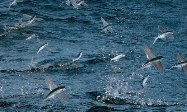 Việt Nam có loài cá duy nhất biết bay như chim trên thế giới: Là đặc sản nổi tiếng của miền Trung, vừa chống đột quỵ lại hạ đường huyết