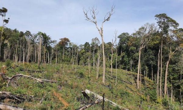 Lộ diện loạt dự án mất rừng tại huyện Kon Tum, 6 dự án có dấu hiệu vi phạm hình sự