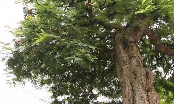 Cây lộc vừng bonsai đạt kỷ lục Guinness độc bản Việt Nam được định giá 120 tỷ đồng