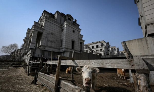 Loạt “thị trấn ma” nghìn tỷ, đường hoang triệu đô bỏ trống làm nơi chăn thả gia súc