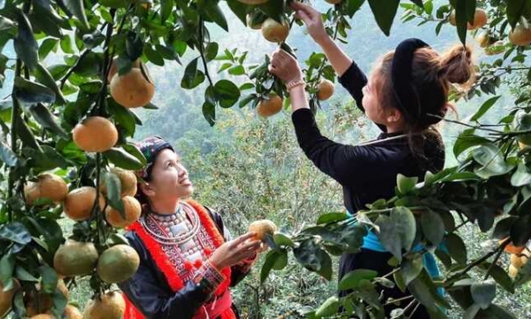 Tuyên Quang: Mở đầu ra cho sản phẩm của bà con dân tộc thiểu số