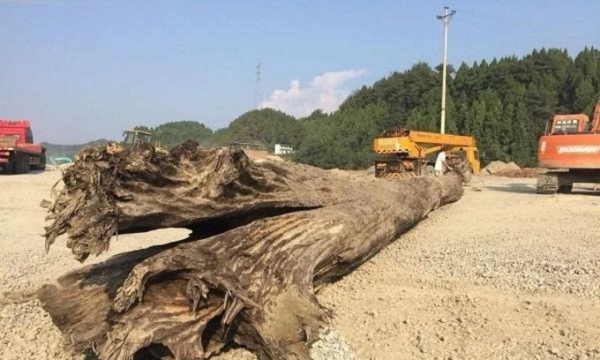 Đào đất công trường, nhóm công nhân đào được khúc gỗ khổng lồ: Thuộc loại gỗ vô cùng quý hiếm, có độ dài lên đến 20m