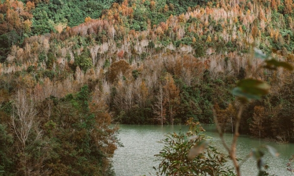 Rừng cây ngũ sắc đẹp mơ màng tựa trời Âu, nằm ngay vùng chiến trường xưa lừng lẫy của Việt Nam
