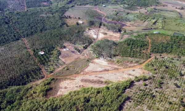 Nhiều vạt rừng tự nhiên 'vào tay' doanh nghiệp bị xóa sổ, thiệt hại hàng chục tỷ đồng