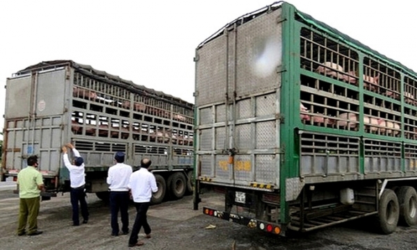 Ngăn chặn buôn lậu, vận chuyển trái phép động vật vào Việt  Nam