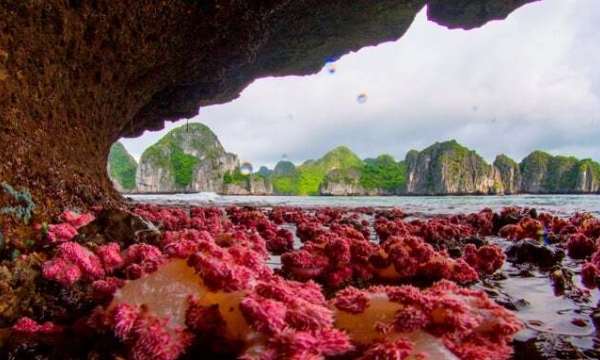 Quần đảo đá hùng vĩ là nơi lưu giữ nhiều nguồn gen quý hiếm ở Việt Nam, được ví như ‘báu vật’ giữa lòng Di sản thế giới