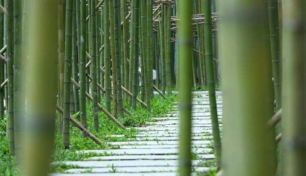 Chiêm ngưỡng rừng trúc thu nhỏ nằm giữa lòng Hà Nội với hàng nghìn cây trúc cao 3-5m trồng xen kẽ nhau