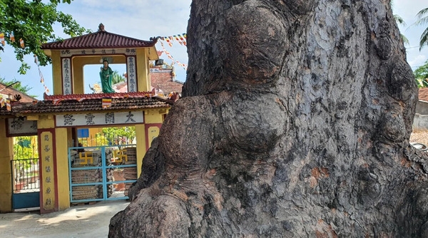 Ngôi chùa cổ bên dòng sông Cái, sở hữu pho tượng Phật lồi mất đầu đầy bí ẩn và thực hư về kho báu người Chăm ẩn dưới gốc cây