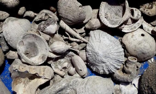 Phát hiện kho báu chứa 300.000 hóa thạch có niên đại hơn 3 triệu tuổi trong nhà máy nước thải