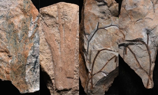 Bất ngờ phát hiện rừng hóa thạch cổ nhất hành tinh đã xuất hiện từ 390 triệu năm trước