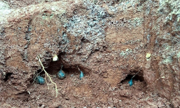 Phong tỏa toàn khu vực núi cao do lão nông đào măng phát hiện loạt vật thể có màu đen lạ, chuyên gia vào cuộc tiết lộ 'bảo vật' quý hiếm cấp quốc gia