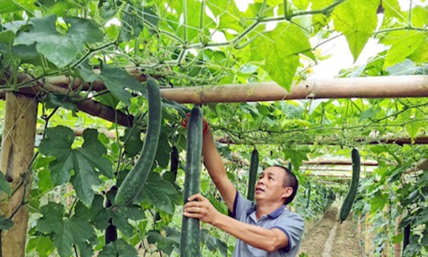 Điện Biên: Ứng dụng KHCN để nâng cao năng suất chất lượng trong nông nghiệp