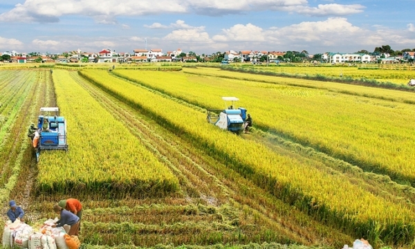Thử nghiệm mô hình kinh tế tuần hoàn trong chuỗi giá trị cà phê và lúa tại Việt Nam