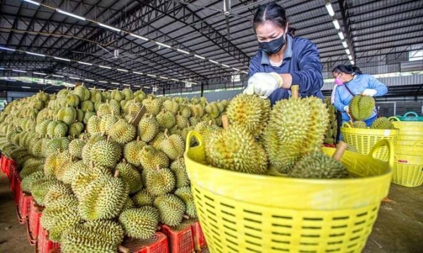 Thái Lan sắp ban hành tiêu chuẩn cho sầu riêng xuất khẩu