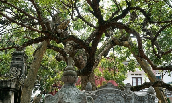 Về thăm cây nhãn tiến vua hơn 300 tuổi ở thủ phủ nhãn lồng, được công nhận là cây nhãn tổ đầu tiên tại Việt Nam