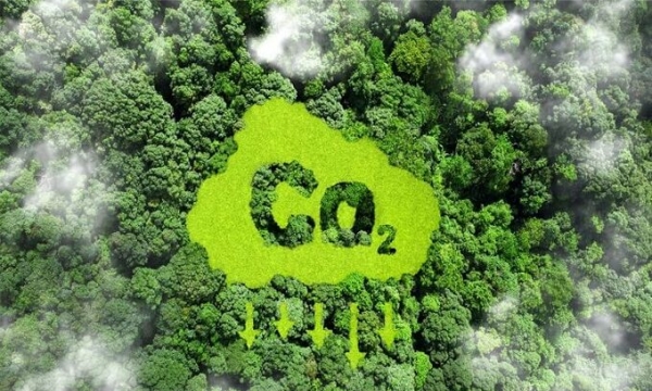 Các tiêu chuẩn phổ biến của tín chỉ carbon rừng