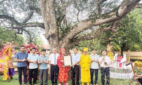 Trao bằng công nhận cây Di sản Việt Nam cho cây Muỗm hơn 350 năm tuổi ở Hà Nam