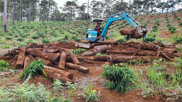 Lâm Đồng: Công ty An Phú Nông bị phạt hơn 250 triệu đồng vì tự ý chuyển gần 30 ha đất rừng