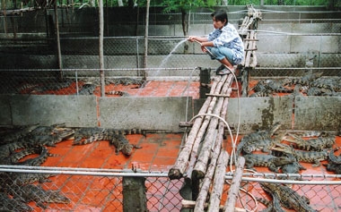 Nhiều trang trại cá sấu đóng cửa vì phụ thuộc Trung Quốc