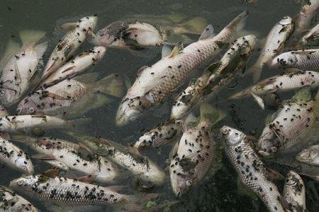Cà Mau: Tôm, cá chết làng loạt vì nước bốc mùi hôi thối