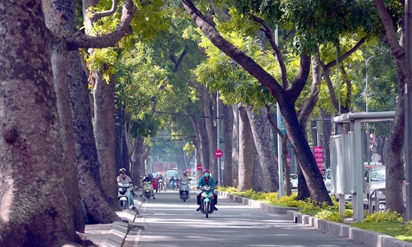 TP.HCM: Đốn hạ 143 cây xanh trên đường Tôn Đức Thắng