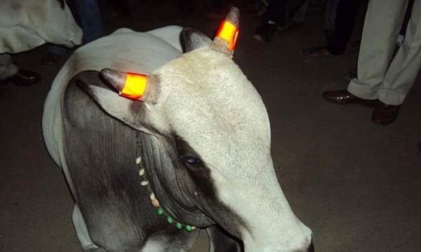 Gắn dải phản quang vào sừng bò – chuyện chỉ có ở Ấn Độ