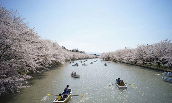 Tháng 3, tháng 4 đến Nhật Bản ngắm mùa hoa anh đào nở rộ