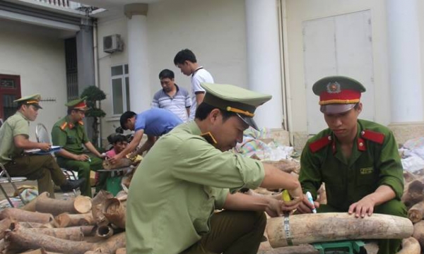 Bắt giữ hơn 2,7 tấn ngà voi tiêu thụ trái phép tại Thanh Hóa