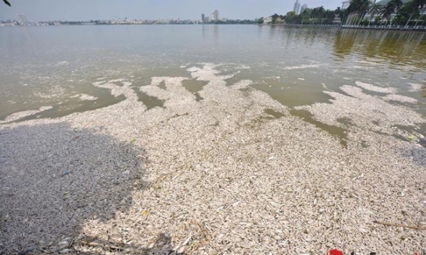 Cá chết ở Hồ Tây: 'Thủ tướng đã yêu cầu kiểm tra rõ nguồn xả thải'