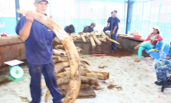 Cận cảnh lô hàng hơn 2 tấn ngà voi nhập lậu bị bắt giữ tại cảng Cát Lái
